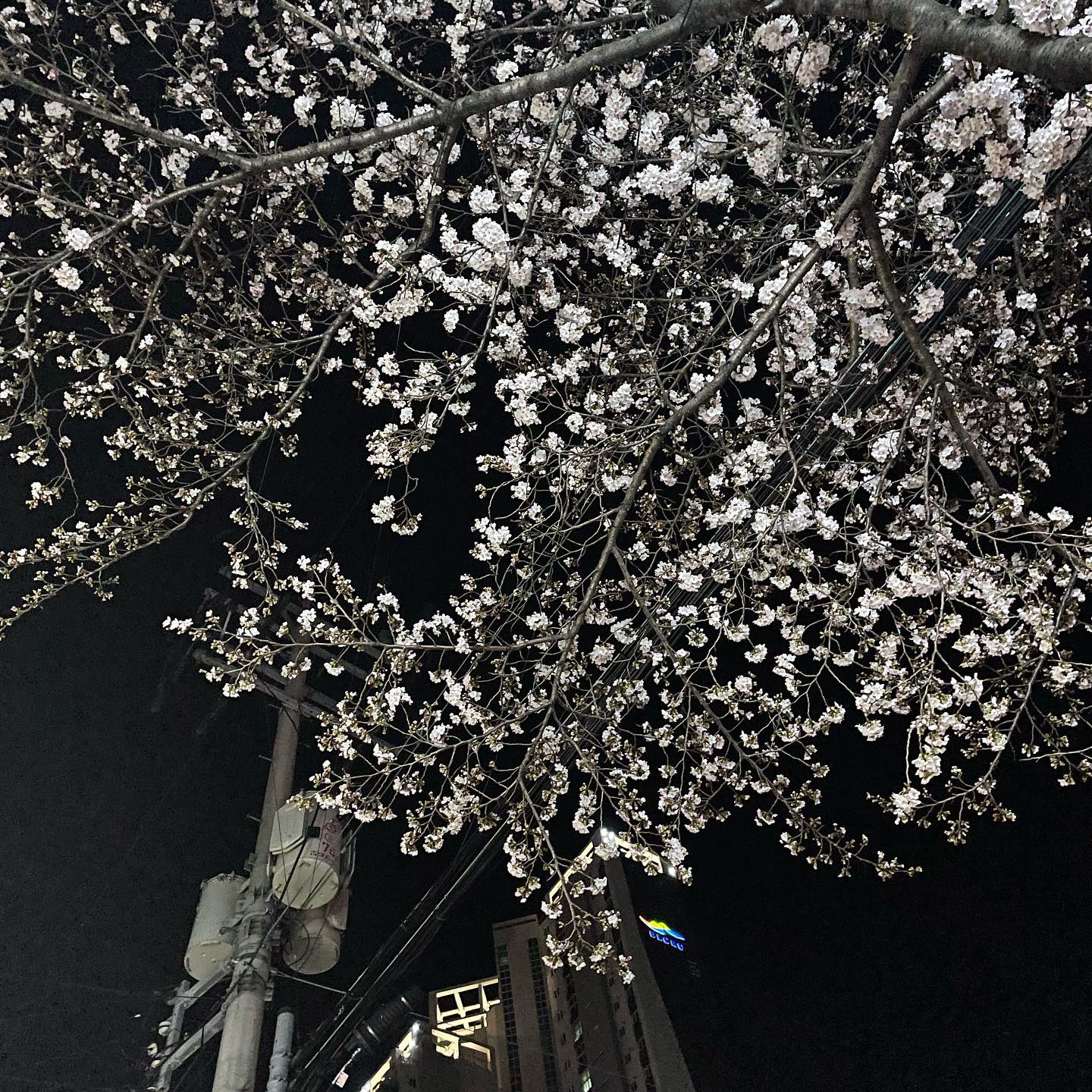 콘텐츠