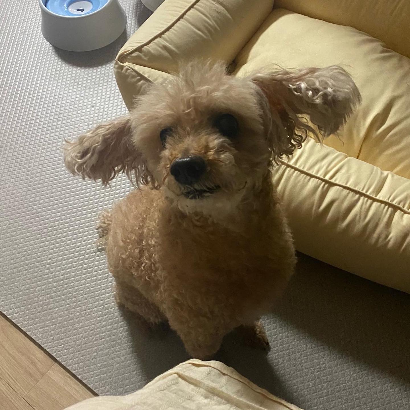 안녕하세요 콩크림 형제 누나입니다

콩이 누나랑 크림이 누나는 격리를 하게 되어서 요즘 둘다 콩이 얼굴, 크림이 얼굴을 못 보고 있었어요,,, 아직 격리는 더 하긴 해야 되는데 또 격리가 끝나면 할 일이 많아서 아무래도 주말이나 그럴 때 가끔 올려야 할 거 같습니다😭😭 (주말에도 일이 있어요… 크흡……)

하루하루 콩이랑 크림이를 봐서 행복하다고 하시는 분들이 계셨던 거가 계속 생각나서 이렇게 글을 쓰게 되었어용 더 늦게 올리면 예의가 아닌 거 같더라구요 

크림이 누나도 직장인이라 많이 바쁜 상황이라 시간이 날 때마다 꼭!!! 아이들의 사진을 올리겠습니다

항상 기다려주시고 응원해주시고 위로해주시는 분들을 위해서 최대한 시간을 빼보겠습니다 그리고 더 발전하는 모습들을 보여드릴게요 감사합니다❤️

사진 제목 : 격리 당하고 있는 누나를 오랜만에 가까히에서 봐서 관심이 많은 콩이