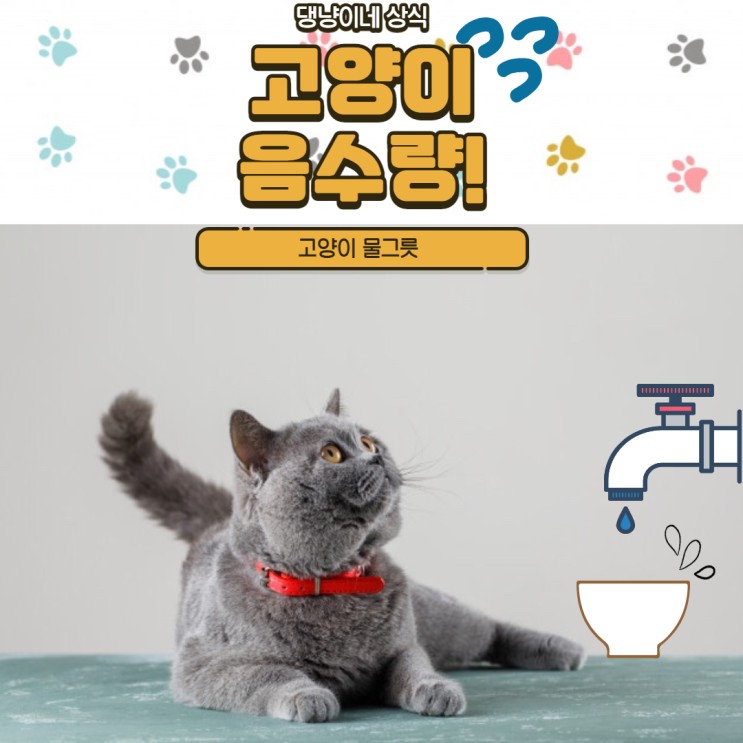 고양이 음수량 / 고양이 1일 물양 / 고양이 물 / 고양이 물그릇 / 고양이 정수기