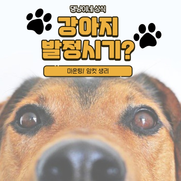 강아지 발정시기 / 강아지 마운팅 / 암컷 강아지생리 시기 / 수컷 강아지 발정