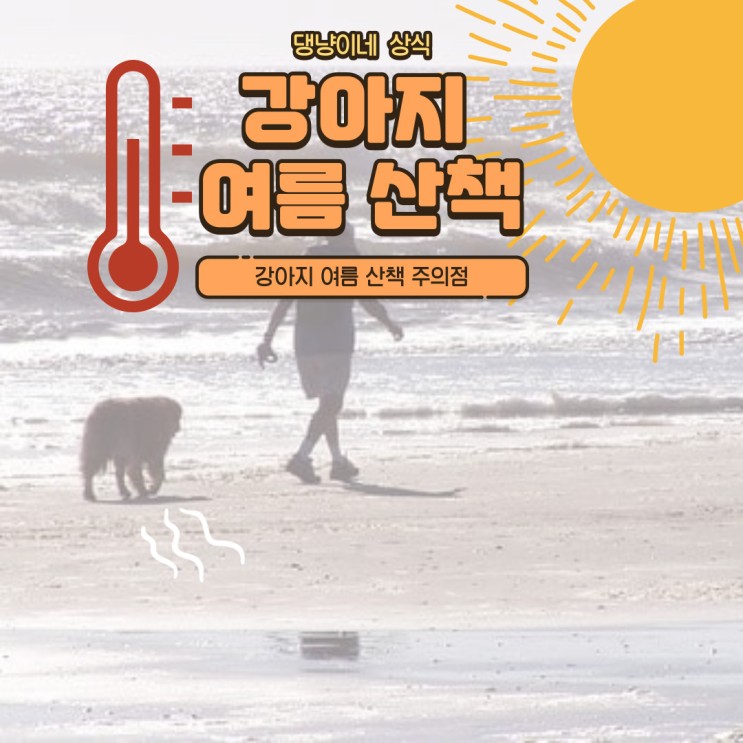 강아지 여름 산책 주의점 / 강아지 낮 산책 / 강아지 밤 산책 : )