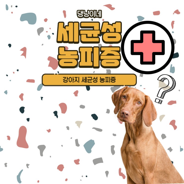 강아지 세균성농피증 증상 / 세균성농피증 원인과 치료! / 프루너스 샴푸 / 흐음 할라딘연고