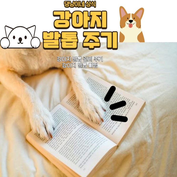 강아지 발톱정리 주기 / 강아지 발톱 빠짐 / 강아지 발톱에서 피가 나요./ 강아지 발톱부러짐