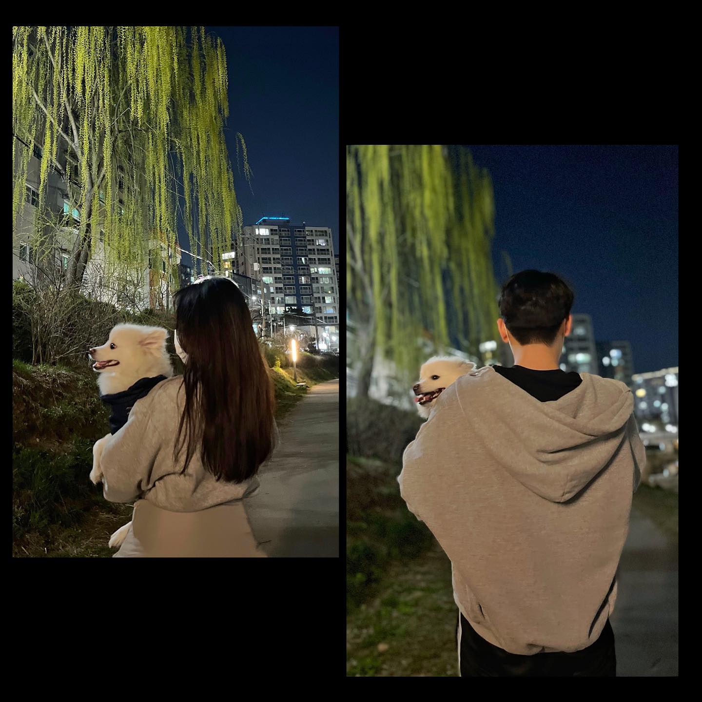사진이란걸 안찍는 요즘엔 뒷모습만 찍는게 쵝오지 .,😗
#lovestagram #산책 #반려견그램