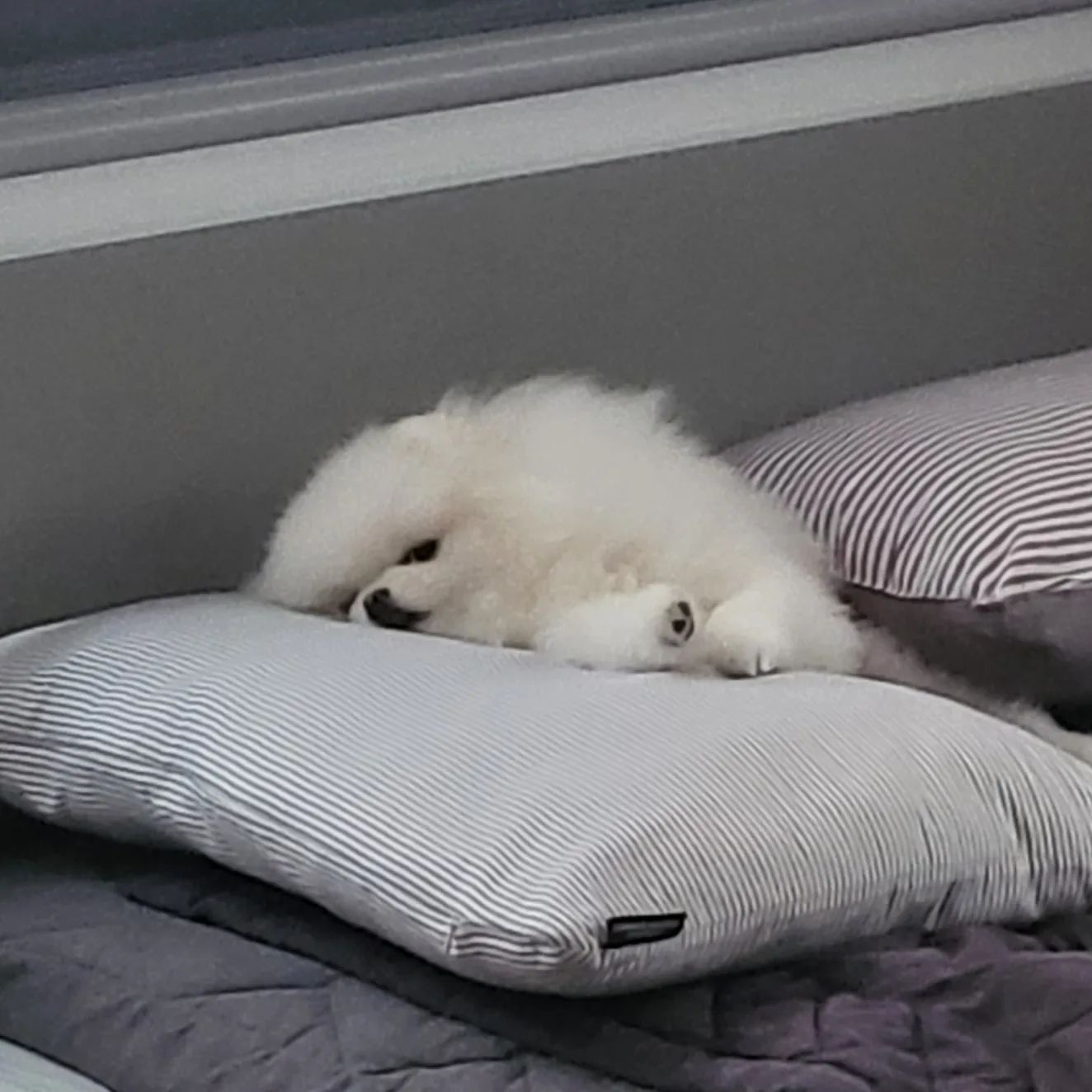 ت 
나 아직 자는데 엄마 출근하는건가 🐶