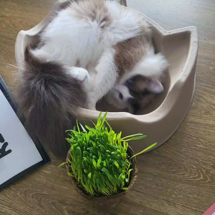 부산 궁디팡팡 캣페스타 다녀온 후기🐈 고양이축제 탕진잼