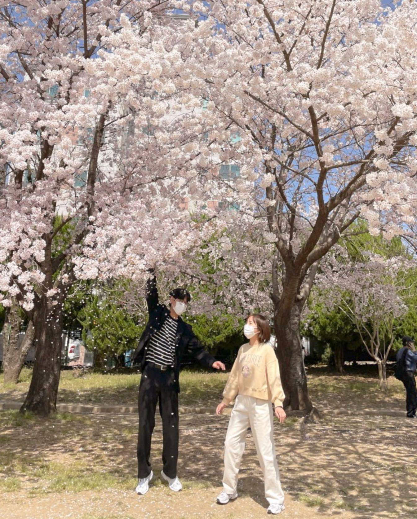 누가 보면 벚꽃 처음 보는 사람들 🌸🌸
#우연히본 #벚꽃놀이 #신남주의