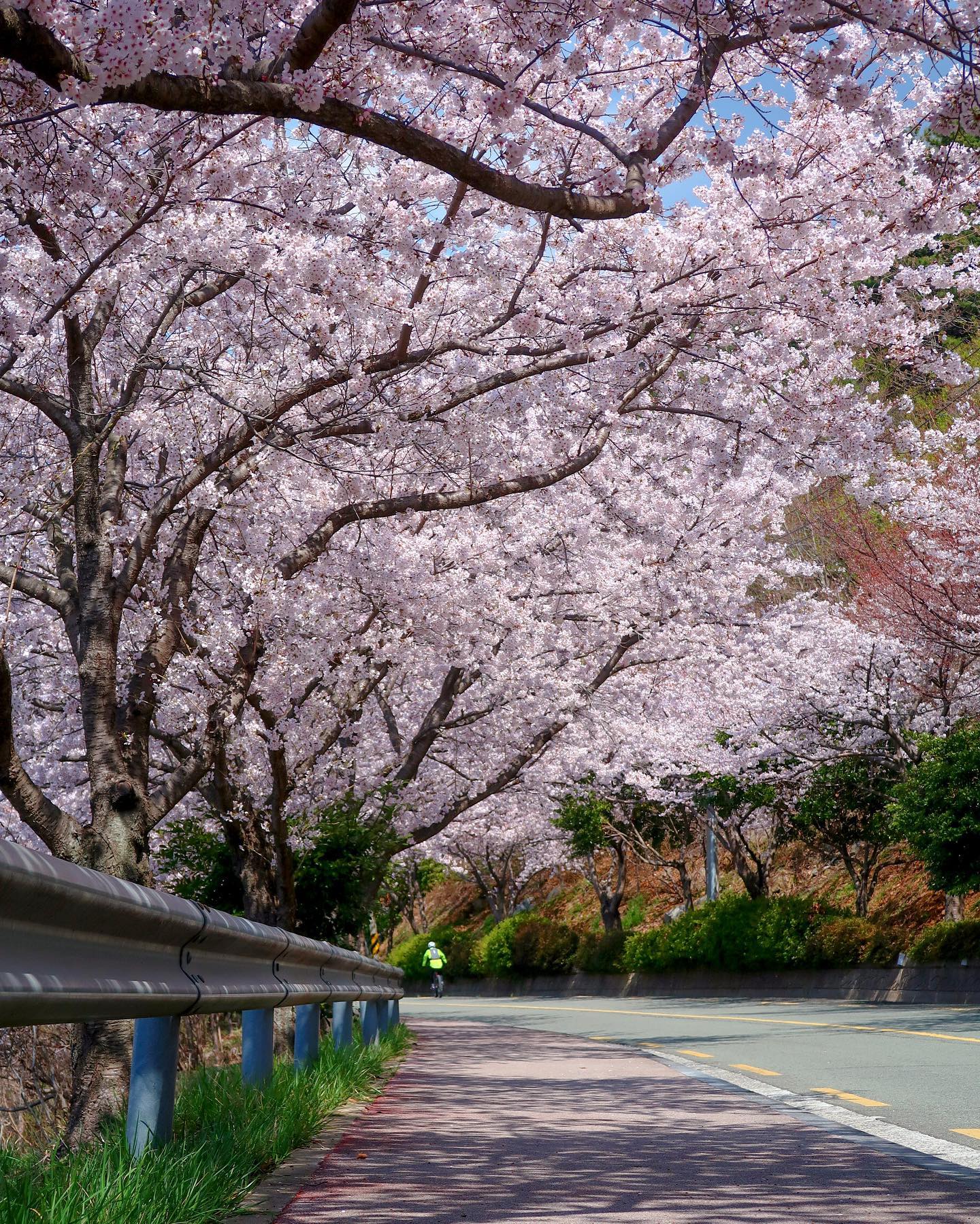 우리 동네 넘 예쁘다🌸🌸🌸🌸

#벚꽃
#벚꽃만개

.