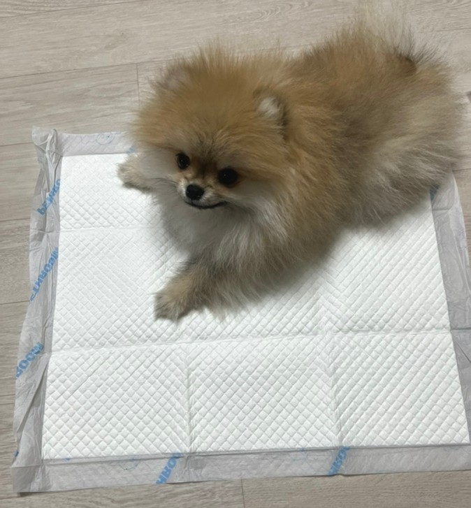 페스룸 스마일패드와 다이소 배변패드 비교