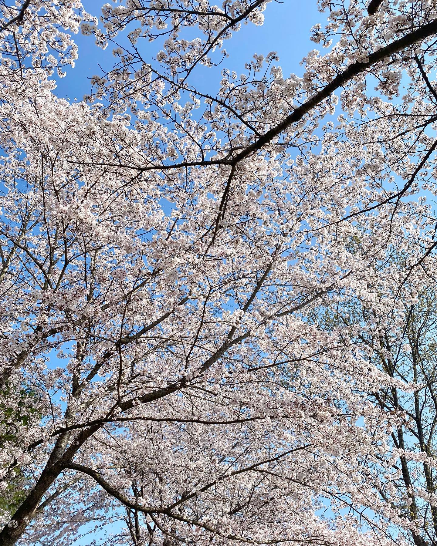 🌸🍃