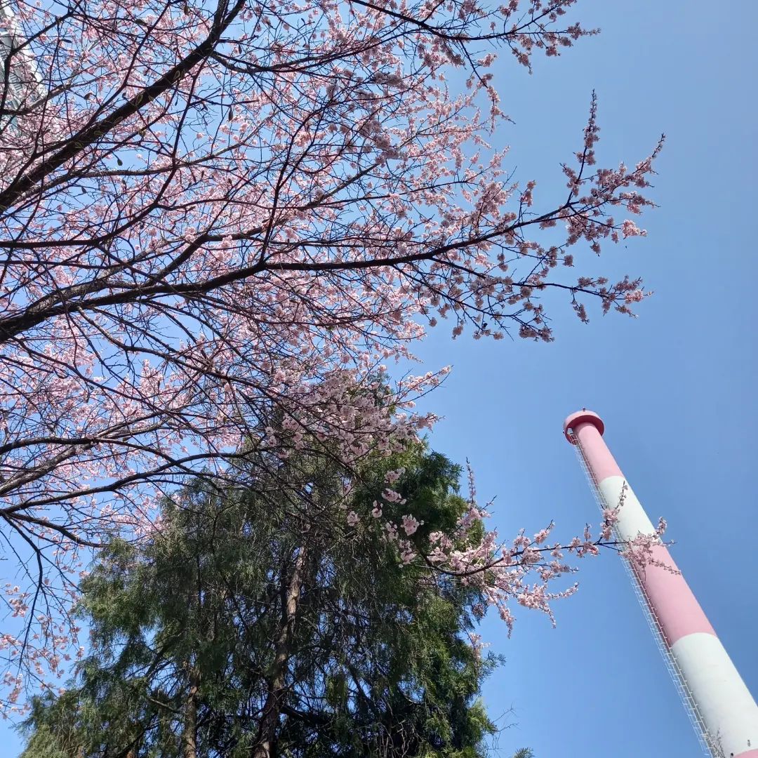 봄봄🌸🌸

#하늘 #사진 #봄 #벗꽃 #하늘하늘 #하늘맛집 #하늘사진 #sky #cloud #spring #구름사진 #봄이오나봄 #맞팔 #좋아요 #좋반 

#clou_dtoday 
#clou_dtoday