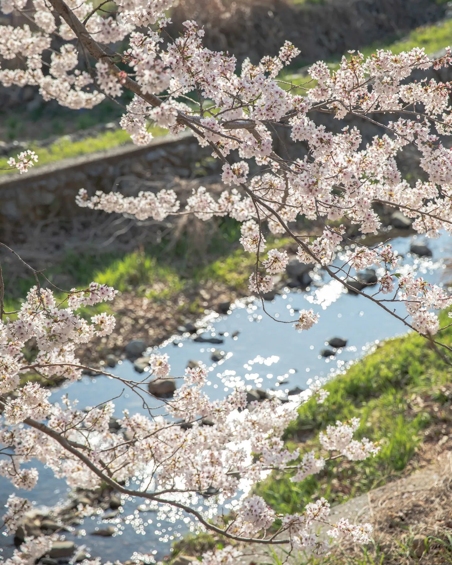 벚꽃, 반짝이는 이 순간.

#프레임에붙잡아봄 #캐논이미징코리아 #eos5dmark4 #신계륵 #봄봄봄 #사진 #꽃스타그램 #벚꽃 #경남 #거제도