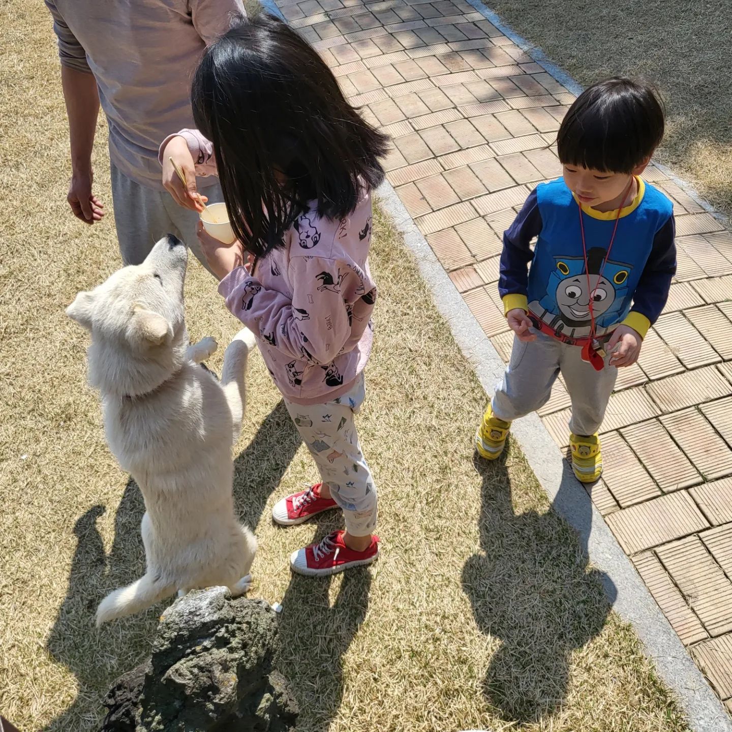 아빠가 진돌이 들고있는모습을 보더니 쉬워보였나봄
열심히 들어봄
미동1도 없나봄
따뜻한 어느봄
노랗게 핀 수선화를 보고 엄마닮았다고 해주는
다정한밍이와
사춘기 검사 반에서 지수1등이라고 하는 션과 함께보낸 주말
#주말 #봄 #꽃보다엄마 #수선화 #닮음 #앗싸 #팔자좋다
#진돌이 #꽃놀이