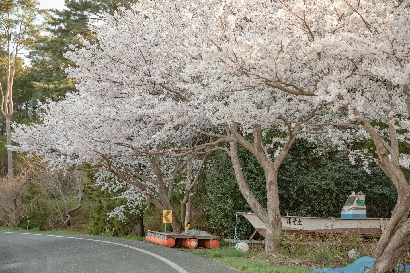 딱 일주일 주어진 시간 🌸
아름다운 거제의 벚꽃길

올해는 벚꽃이 작년보다는 조금 늦게 피었어요. 
매년 벚꽃시즌 쯤 비가 내려서 더 빠르게 흩날렸는데 올해는 비가 없어서 그런지 좀 더 오랜 시간 벚꽃 구경 하실 수 있을거 같아요 ! 

📍거제도 길 여기저기

1. 학동 몽돌밭 조금 지나서
2. 동부면 율포리 11-6
3. 연초 반딧불이 생태공원
4. 거제여상
5. 관포교차로

📷  canon mark4 + 24-70mm 

#벚꽃로드 #거제도벚꽃 #거제도여행 #벚꽃길 #벚꽃놀이 #꽃스타그램 #캐논 #사진 #꽃길