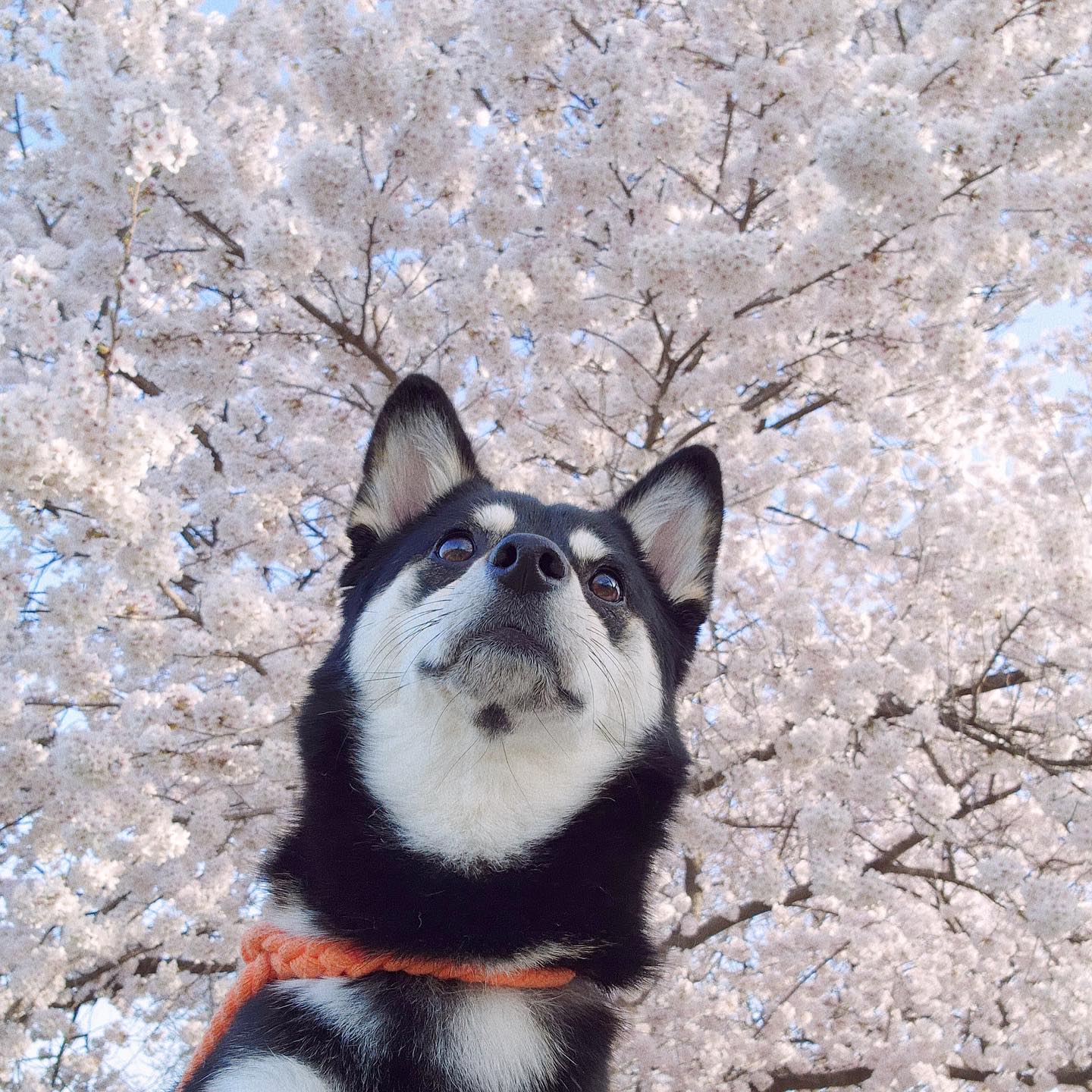 🐧🌸