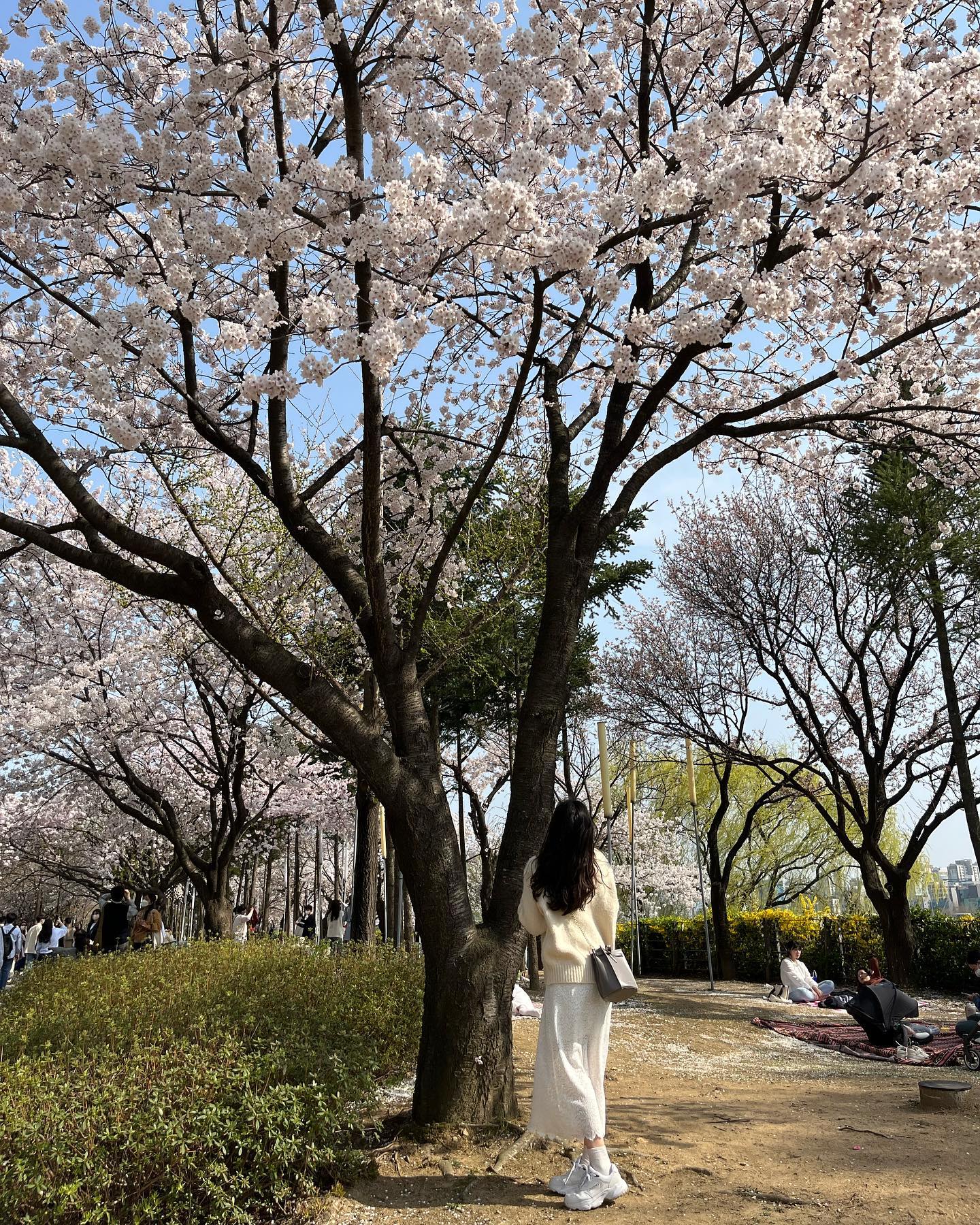 🌸
