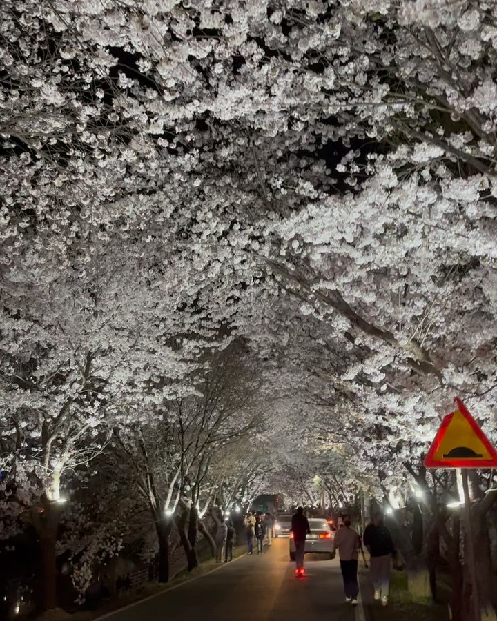 🌸최애 벚꽃길🌸