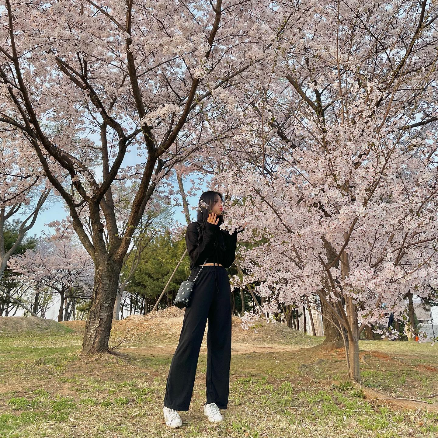 내 탄생화 벚꽃🌸