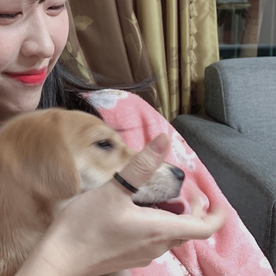 채원 on Instagram: “다들 우리집 똥강아지 장기자랑 보고가세요💓 매년 유기되는 동물의 수가 13만이란 사실 알고 계셨나요? •᷄⌓•᷅ 데일리유니크는 판매금액의 10%이상을 후원센