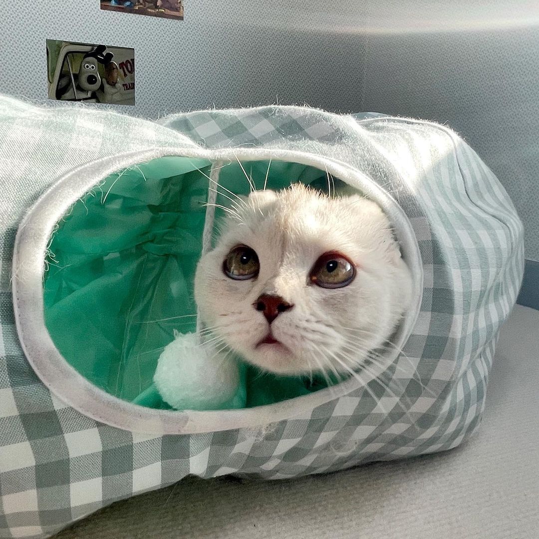 브숏 브롱 고양이 Roy.Mio on Instagram: “텐션이 오른다~✊🏻 요 터널 너무 잘아시죠~ 고양이터널 스테디셀러! 묘한 체크터널이 저희집에도 생겼어요. 미오는 겁쟁이라 숨는거 정말 좋아하는데