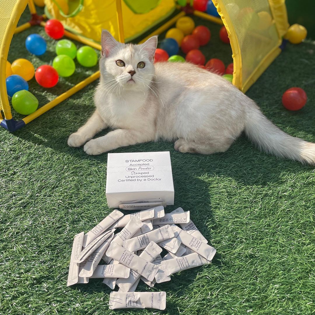 287 Likes, 48 Comments - 브숏 브롱 고양이 Roy.Mio (@romio.cat) on Instagram: “냥피부는 소중하니까💕 🧸스템푸드 피부영양제 ▫️천연북어가루(기호성GOOD👍) ▫️식물성오메가3-DHA ▫️비타민 A,C,E + 아연 ▫️콜라겐, 갈락토스 함유 ▫...