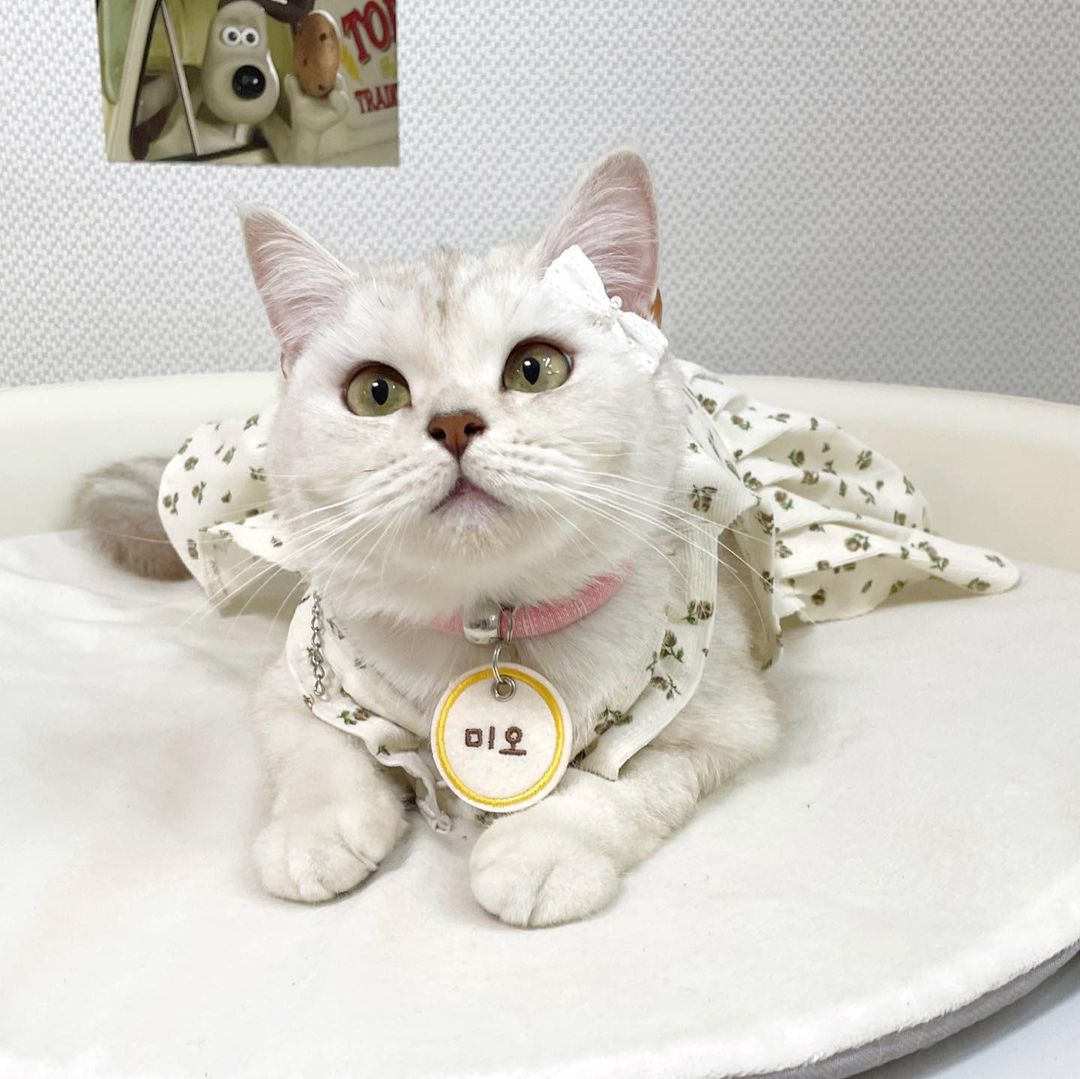 브숏 브롱 고양이 Roy.Mio on Instagram: “협찬/ 스마일네임텍🙂 #토이앤돌 에서 자수네임텍을 보내주셨어요.😸 앞면은 이름, 뒷면은 스마일 모양의 자수로 이 가격에 구하기 힘든 품질이예요.