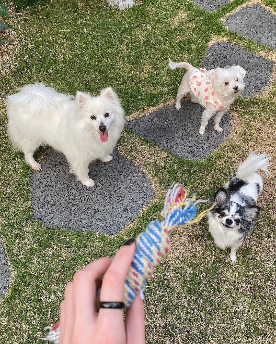 굳이1 (@9_zi_1) posted on Instagram: “반려견 셋의 언니로서 좋은 취지 공유할게요🐶 @daily_unique 에서 후원반지를 보내주셨어요😇 후원 제품에는 반지, 목걸이, 팔찌 있는데 판매금액의 일