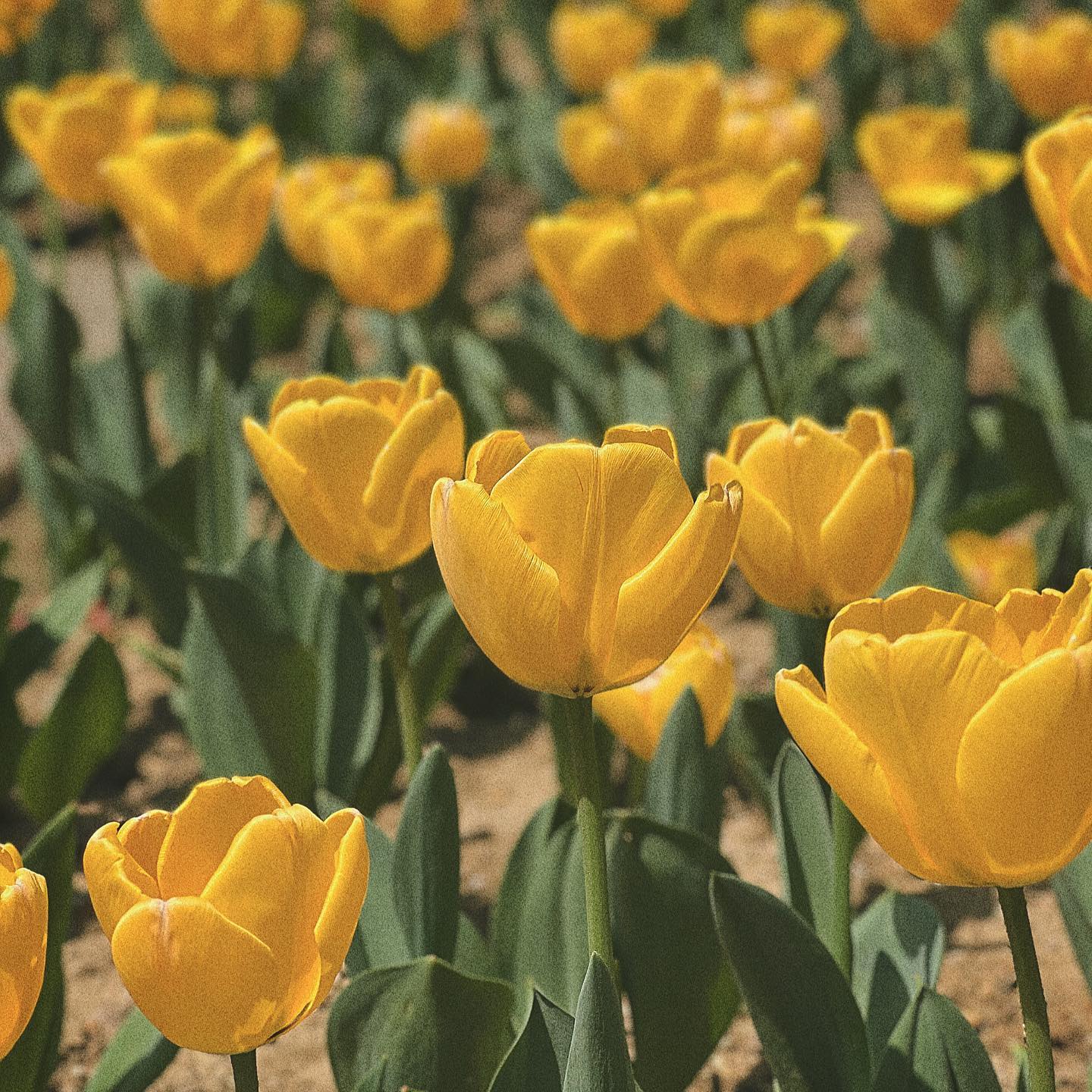 ☀️

일하기 싫은 날🥲

#iphonography #flowers #springtime #tulip #튤립 #꽃