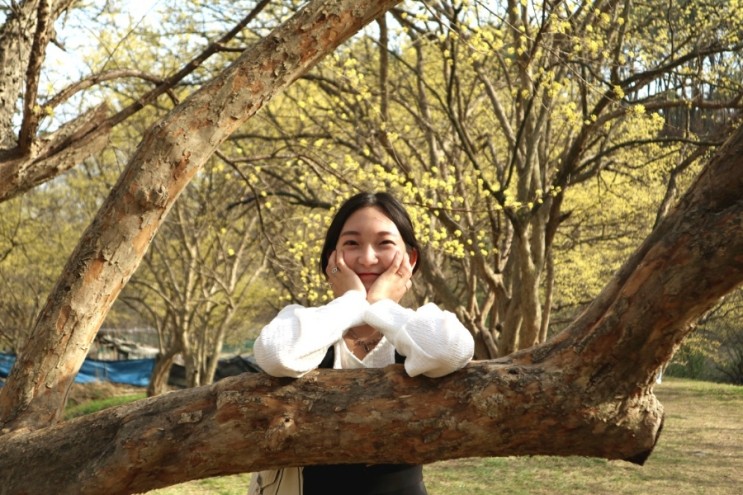 이천 산수유마을/이천 산수유 꽃축제