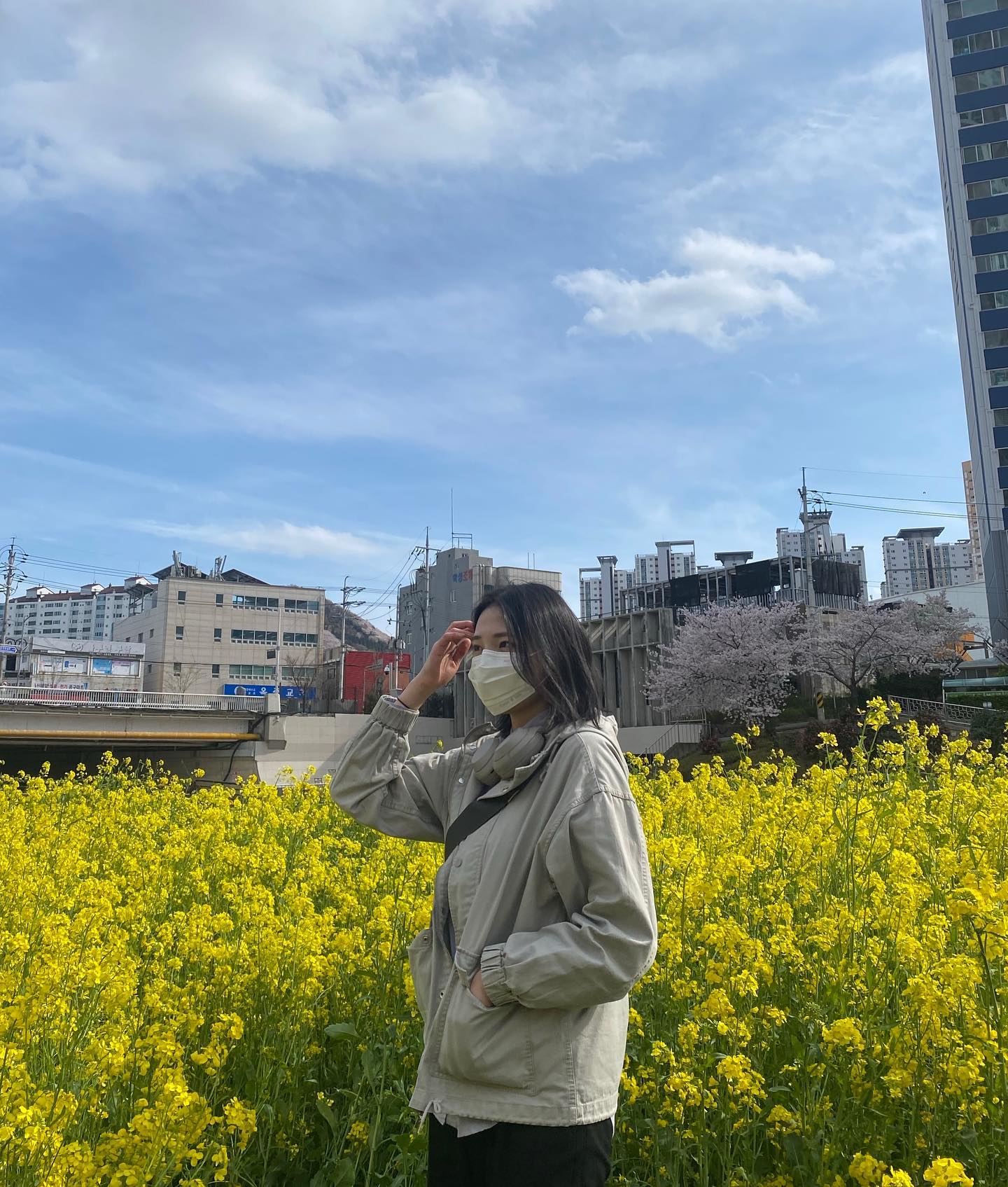 유채꽃.