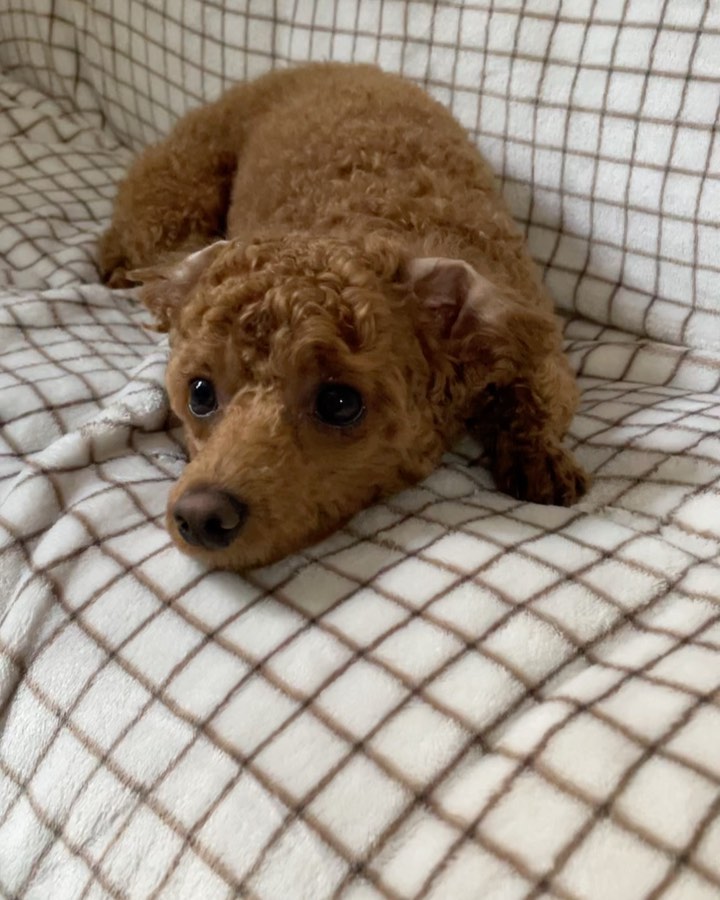 흐 세젤귀 조호두❤️
오늘 기록#호두일기 #호두일기🐾 #호두일상 #토이푸들 #토이푸들그램 #세젤귀 #졸귀탱💕 #오늘의기록✔️ #오늘기록✔️ #좋아요👍 #팔로우환영 #toypoodle #petlovers #likeforfollow