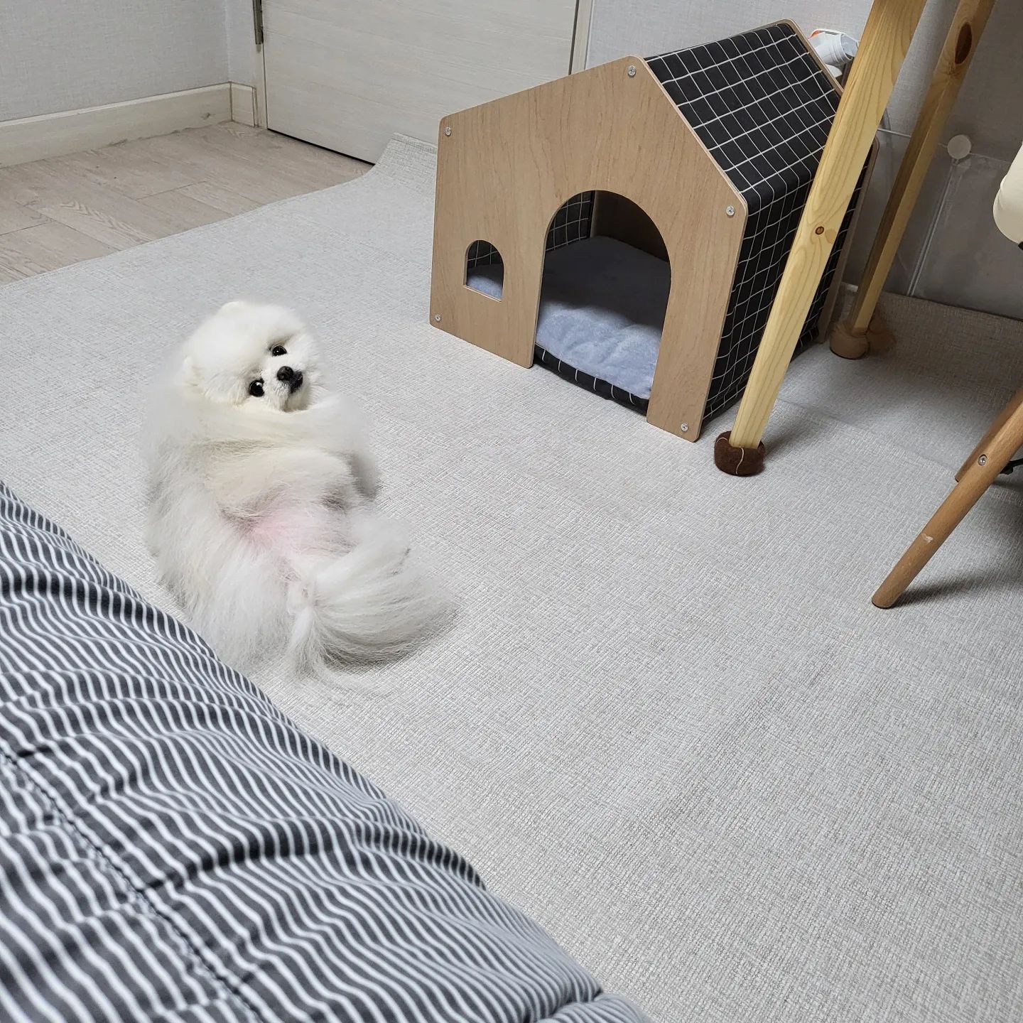 ت

세븐펫 서포터로 활동하게 된 솜이🤗

침대에서 뛰어내려 미끄러지는 솜이를 위해 침실에 세븐펫 도톰매트를 깔아주었어요!!

맨 바닥을 뛰어다니기만해도 미끄러지는데 침대에서 뛰어내릴 때는 다리에 더 무리가 가겠죠??
강아지 미끄럼 방지 매트로 깔아준 도톰러그💚

▪️ 직조라 먼지도 나지 않고 솜이의 땅굴파기 발톱에서 러그가 전혀 손상되지 않아요!!

▪️ 차가운 기운 유지, 겨울에는 보온 효과가 있는 사계절 사용 가능해요!!

▪️ 오염물 흡수가 지연되고 오염이 되어도 세탁기로 세탁이 가능해서 간편해요!!

▪️ 색상과 디자인으로 인테리어효과로도 아주 좋아요 😊

▪️ 도톰러그 아래에 미끄럼 방지패드가 있어 매트가 전혀 움직이지 않아요!

▪️ 러그가 두툼해서 강아지 발소리 소음 예방에도 효과적이네요 👍

솜이가 세븐펫 도톰매트가 마음에 드는지 매트 위에서 붙어서 침대위에도 안올라오네요 🤣 
도톰러그로 침실 인테리어도 업그레이드 됐어요 😁
인테리어와 강아지 미끄럼 방지를 동시에 잡고 싶으신 분들은 세븐펫 도톰러그 한번 사용해 보세요~~

#세븐펫서포터 #세븐펫 #도톰러그 #강아지매트 #애견매트 #강아지러그 #강아지미끄럼방지 

sevenpet_official  #제품제공