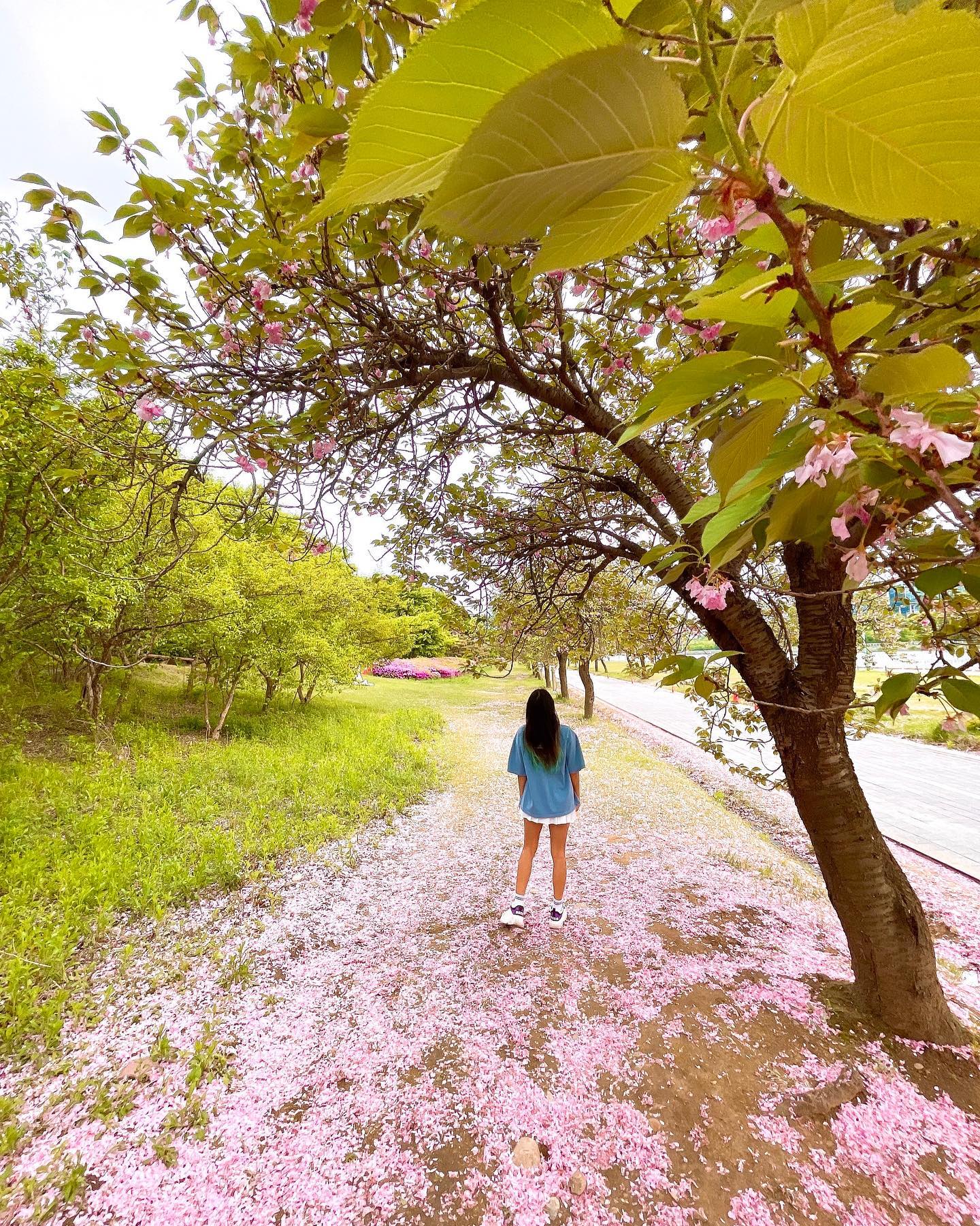 벚꽃💕💕#벚꽃 #blossom #예쁘다 #다떨어짐🌸 #korea #올해 #벚꽃 #안녕