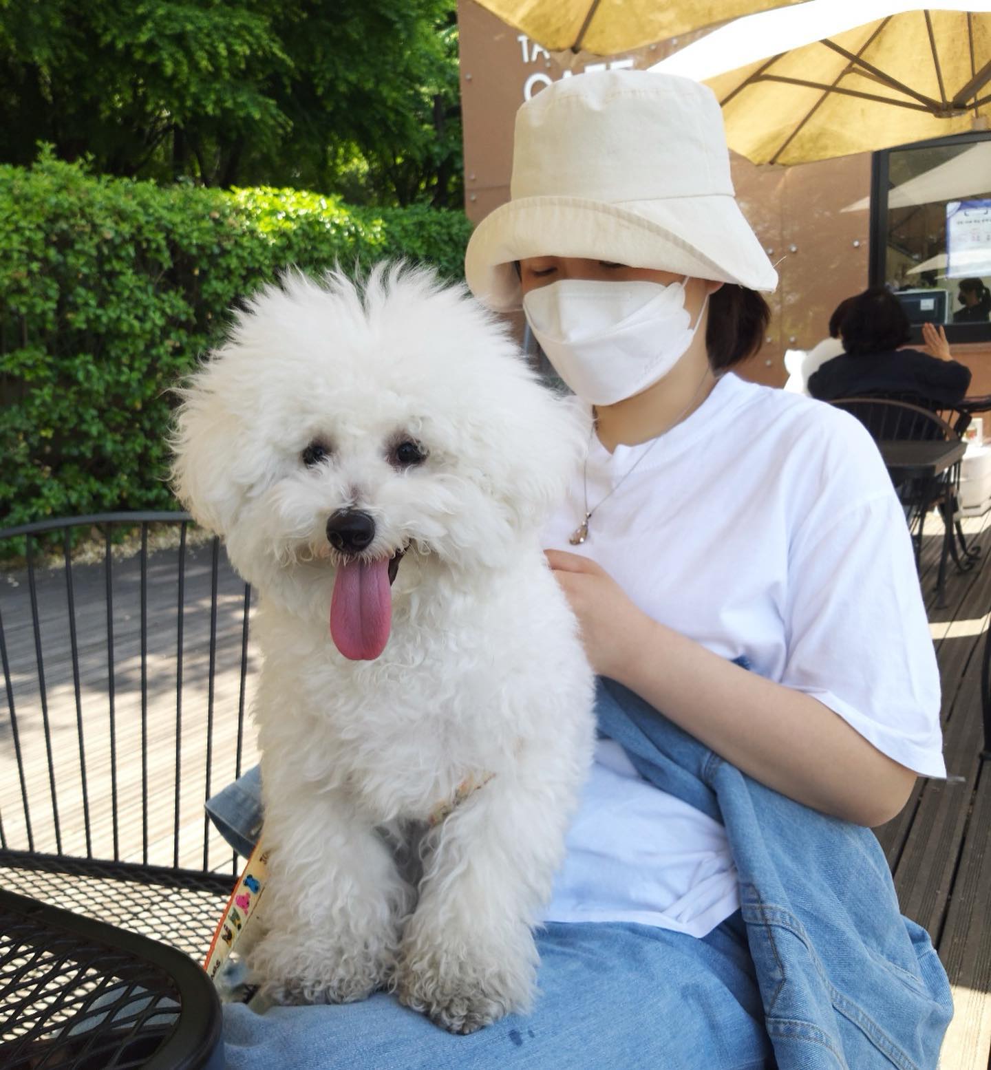 모드랑 북서울꿈의숲 다녀왔징
mode_0622  모드 사랑해에💙
.
.
.
#강아지 #산책 #비숑 #비숑프리제 #모드왕자 #북서울꿈의숲 #공원 #멍스타그램 #멍친구 #개스타그램