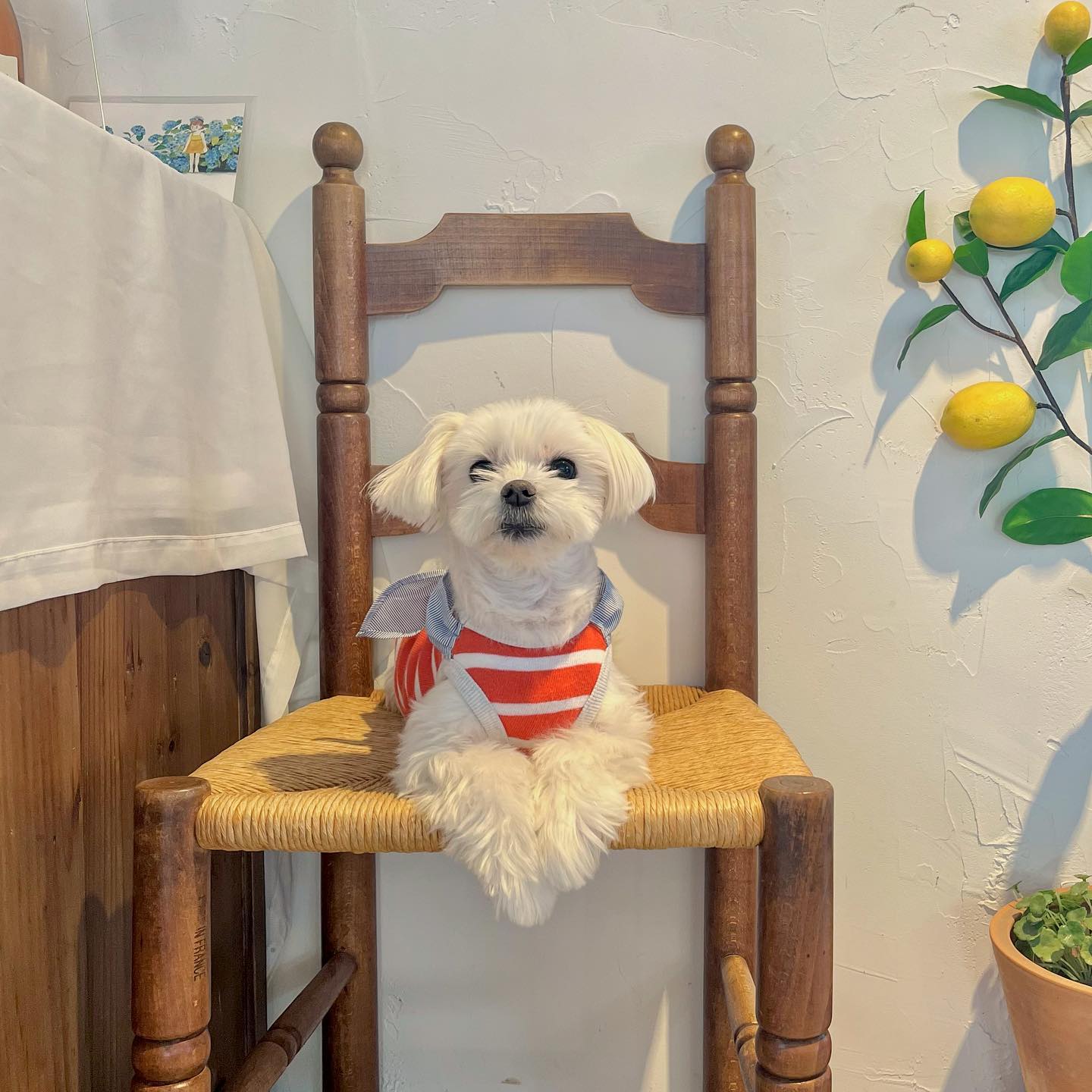 콘텐츠