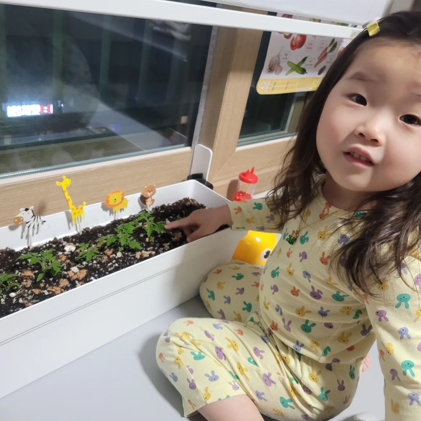 🧒#뚜니의정원 🌱🍅

저번에 뚜니랑 🌺장미봉선화 하고
🍅앉은뱅이 방울토마토 씨앗 발아 시켜서
심은 싹들이 이렇게 많이 자랐어요!

1주일 전에 찍은 사진인데.. 지금은
이것보다 2배 커져서 이번 어버이날에
양가 부모님께 앉은뱅이 방울토마토를 모종 2개씩
나누어 🪴화분에 선물 드렸더니 정말 좋아하셨어요

매일 아침/저녁으로 🌱새싹들아 풀잎들아 잘 피어라~
예쁜말과 칭찬해주는게 뚜니와 하루 일과 입니다💚

밥먹고 자기 전, 새싹들에게 인사하는 시간인데
뚜니가 사진 찍어달라고 시켜서...🤣ㅋㅋㅋㅋㅋ
너무 웃기고 귀여워 사진으로 남겨 주었어요

이제 자기 기분에 따라서 사진도 찍어 달라고
포즈도 취하고 카메라 쳐다보고 있는걸 보면
사람이 다 됬구나.. 싶은 생각이 드네요 🥲허허

앞으로 2~3달은 더 기다려야 꽃도 피고,
열매도 맺히겠죠? 💚얼른얼른 쑤욱쑤욱 자라거라~

막 키워도 잘 자라는 식물이나 씨앗 심어서
아기랑 같이 키워보시는거 추천 드려요

뚜니랑 매일매일 쑤욱쑤욱 자라는 🌱초록이들 보며
신기하고, 쓰다듬으며 예쁜말 주고받고
까르르 웃는 순간이 힐링 그 자체가 된답니다

🔅 Tip 1. 물받이가 필요없는 저면관수 화분을 사용해
이동도 편하고 아기와 같이 물주기도 부담 없어요!

🔅 Tip 2. 흙도 코코피트가 90% 이상 함유된
배양토를 사용해서 배수도 잘되고 흙이 썪지도 않고
가볍고 부드러워서 싹이 올라오기 좋아요

🔅 Tip 3. 계란요리 한 뒤에 껍질을 부수어 거름을 주세요💚
전 뚜니와 같이 한답니다 (말려서 빻아 주셔도 좋아요)

#베랏다텃밭 #작은정원 #아기랑식물키우기
#장미봉선화 #앉은뱅이방울토마토