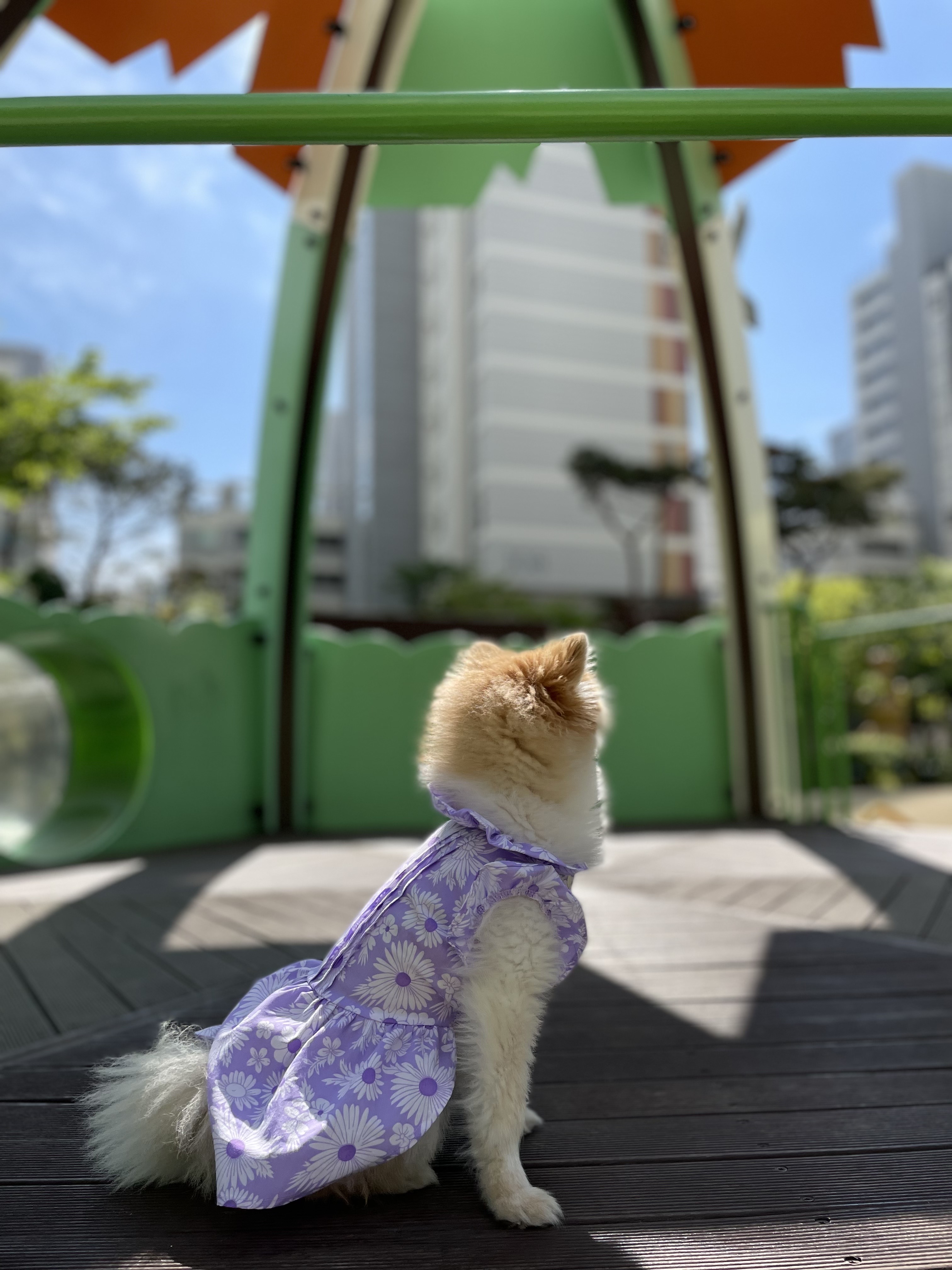 [뛰뛰하우스] 강아지 핀턱셔츠원피스