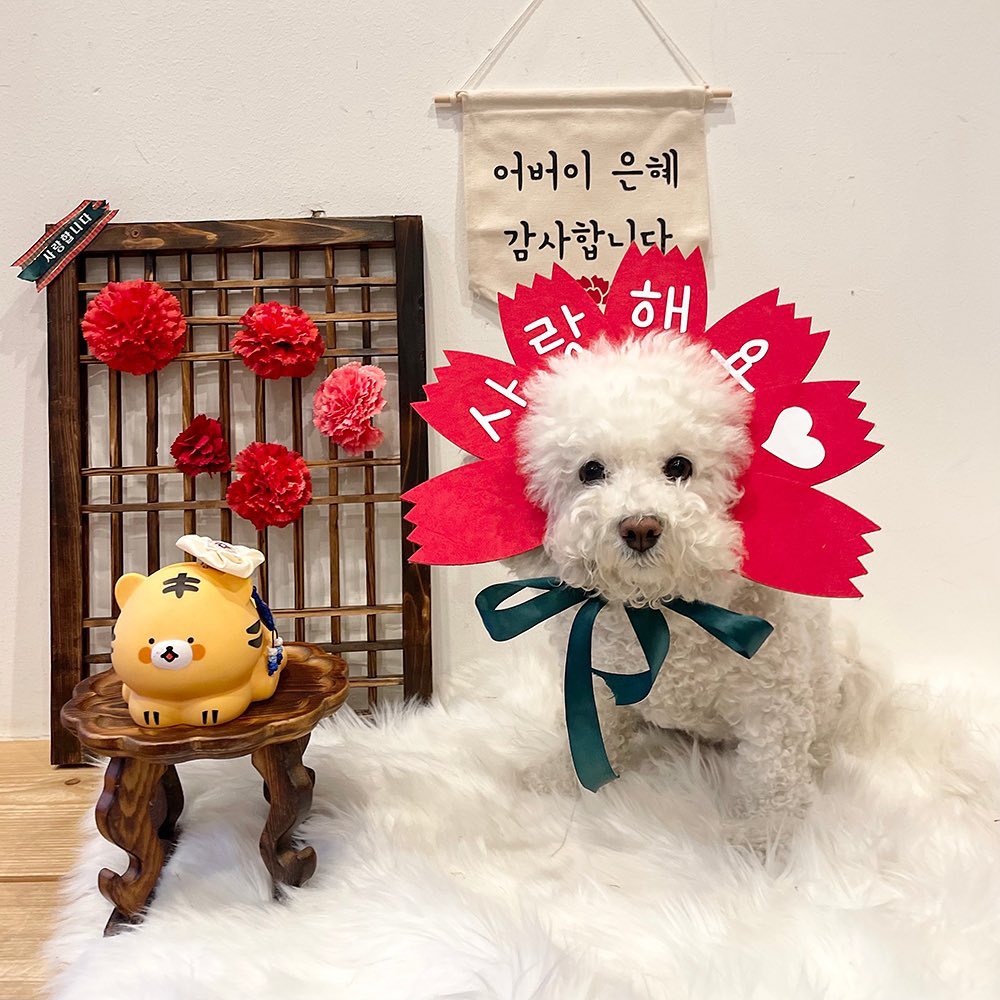 댕이가 좋아하는 애카 

#애견카페 #카페댕 #대전애견카페 #공주애견카페 #세종애견카페 #토요일 #주말 #애개육아