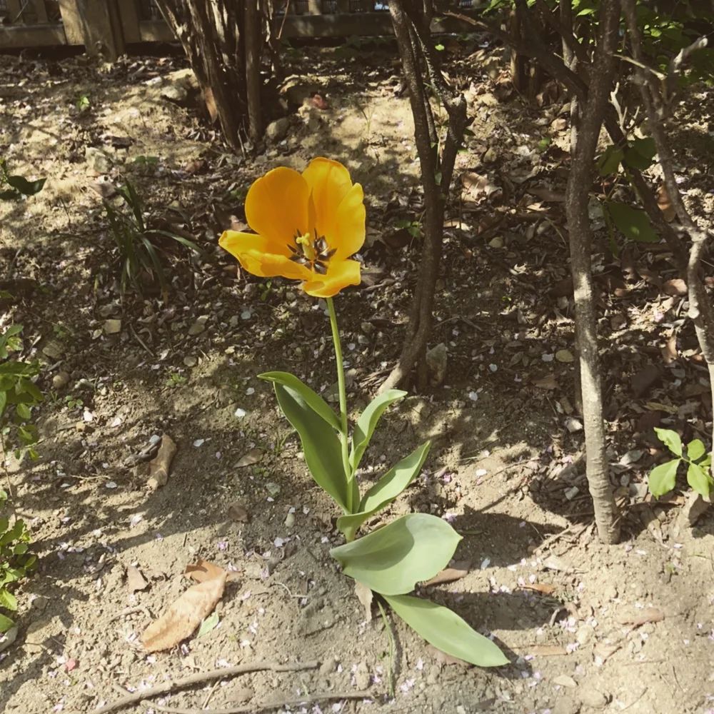 꽃과 자연🌱