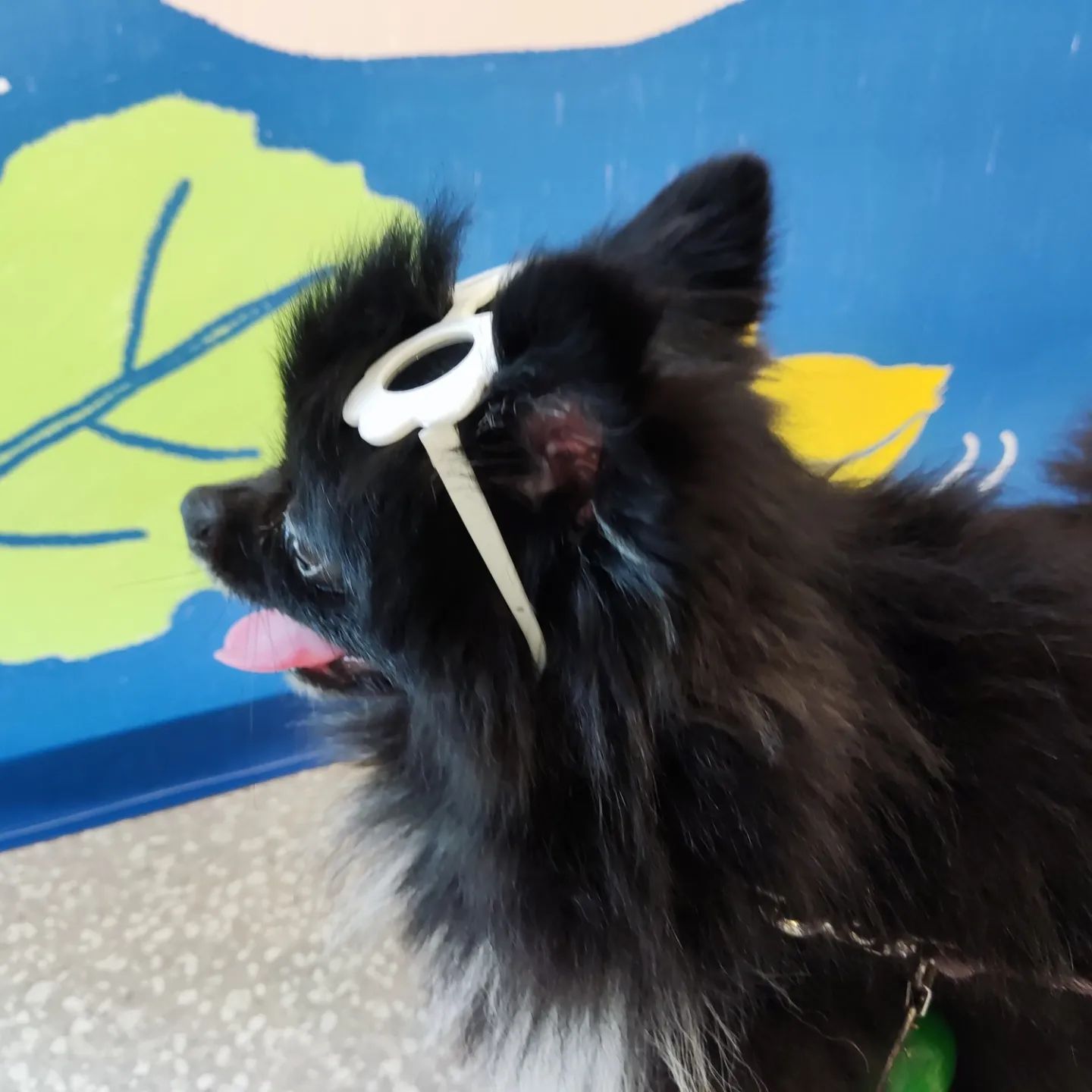 #놀로스퀘어 댕푸치노먹고 행복한 최깜탄ㅋㅋ

 #블랙탄 #블랙포메라니안 #pomeranian  #pom #blackpomeranian #blacktanpom #강아지그램  #강아지스타그램  #강아지일상  #멍스타그램 #멍팔 #멍멍이 #멍멍이그램 #견스타그램 #멍스타그램🐶  #댕스타그램  #댕댕이그램  #댕댕이일상 #댕댕이🐶 #포메 #포메라니안 #블랙탄포메 #블랙탄포메라니안#강아지 #강아지그램