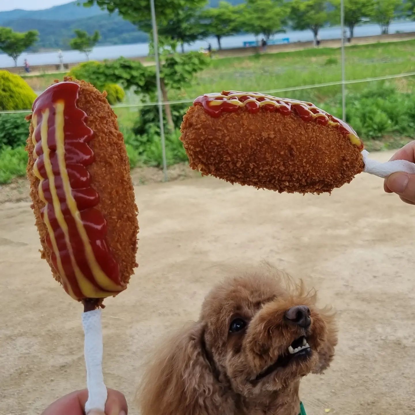 .
두물머리 가는 이유가 핫도그 때문이라는데

언니 내꼬는!?!?!?!?!?🤬

#강아지그램 #강아지일상 #댕댕이그램 #강아지소통 #반려견그램 #반려견일상 #반려견산책 #반려견소통 #푸들그램 #푸들 #갈색푸들 #은별이 #은별 #평생가족 #멍팔맞팔 #멍팔환영 #멍스타그램