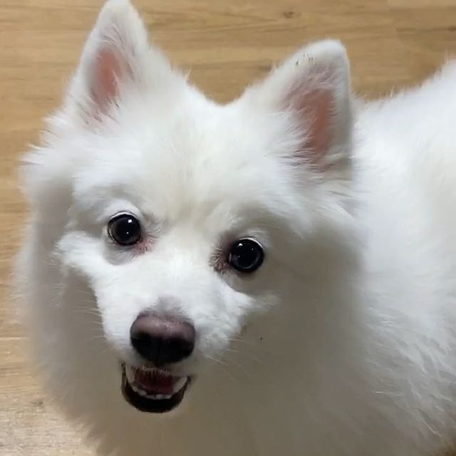  “#광고 ⠀ 식이섬유 가득 가득해서 가벼운 배 만들기 좋은 제품 무려 40배나 불어난다는 차전자피 ! 그 특유의 향 때문에 먹기 힘들었는데 이건 오렌지맛으로 쉽게 원샷 가능 🫶🏻 ⠀ 제일 좋은 건 미세분말 형태로 만들어져 찬물에 먹으면 30초 컷…”
