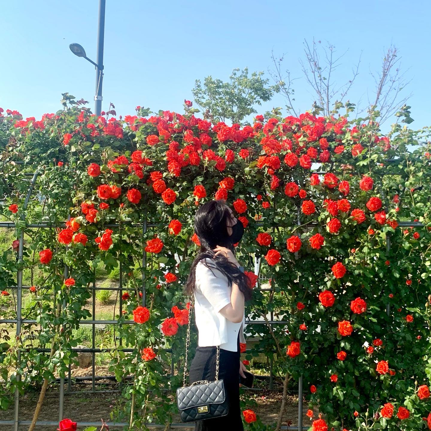 -
🌹