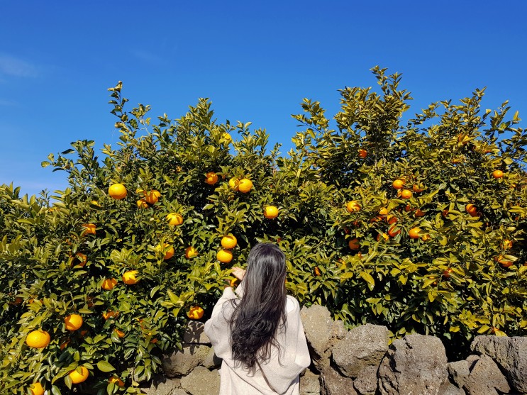제주도 귤 체험 가능한 동부농원 (더 이쁜 하귤 포토존/가성비 굳 과일/내돈내산)