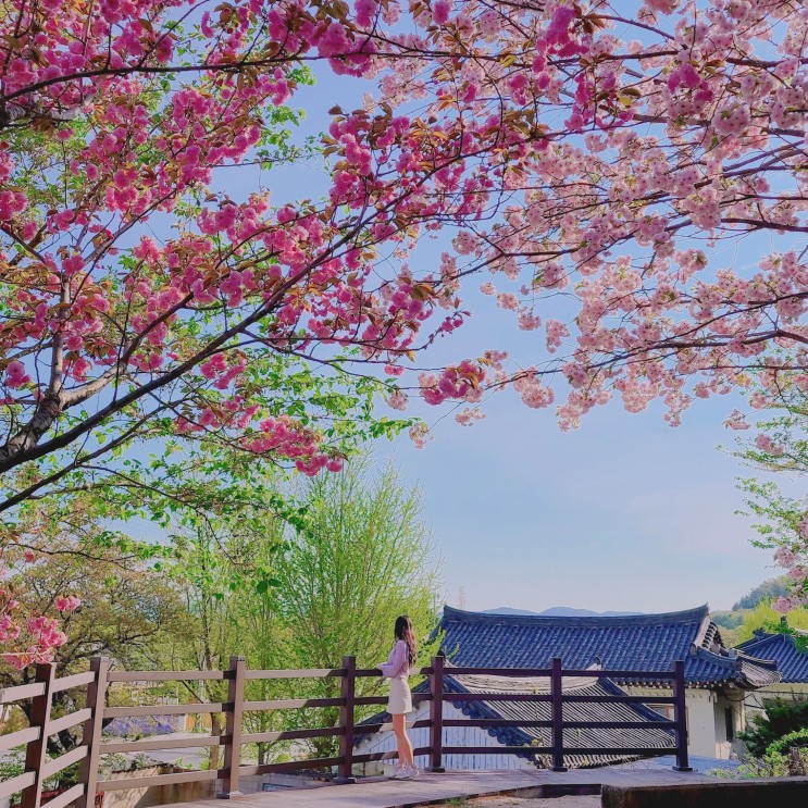 경주 겹벚꽃 명소 추천 -4/16 명활성 입구 왕겹벚꽃길 (사람 없는 포토존)