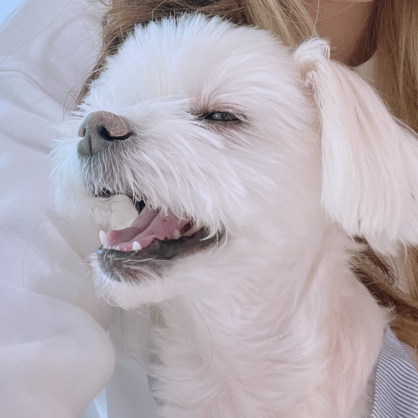 콘텐츠