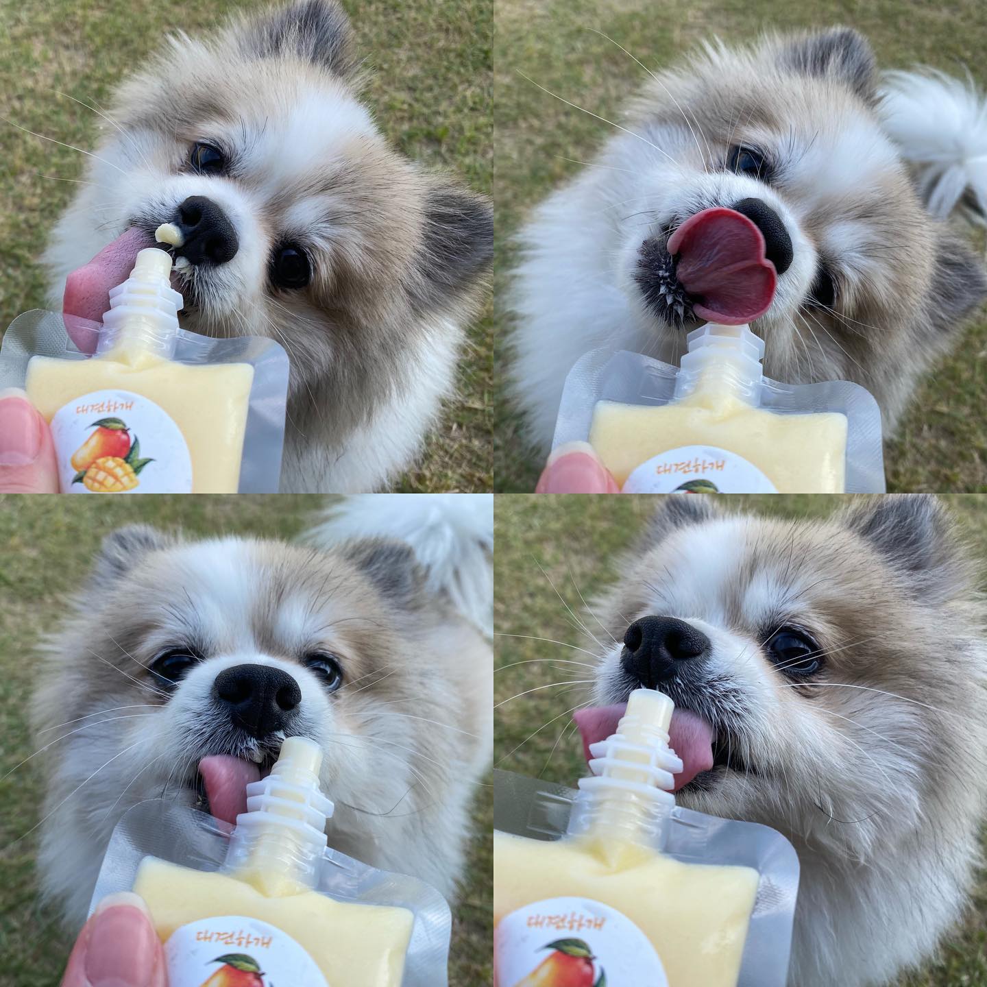 더울땐 역시 콧물이지🍦 콧물아니고 아이스크림😪
.
.
#dogstagram #dog #doglover #멍스타그램 #고고독 #진천고고독 #애견카페 #gogodog #진천애견카페 #포메라니안 #파티포메 #멍멍이 #멍멍이그램 #애견인 #애견미용사 #쉐이블포메 #쉐이블포메라니안 #파티포메라니안 #개린이 #개스타그램 #독스타그램 #댕댕이 #댕스타그램 #반려견 #강아지 #강아지일상 #댕팔 #댕팔맞팔 #멍팔맞팔환영 #멍팔맞팔