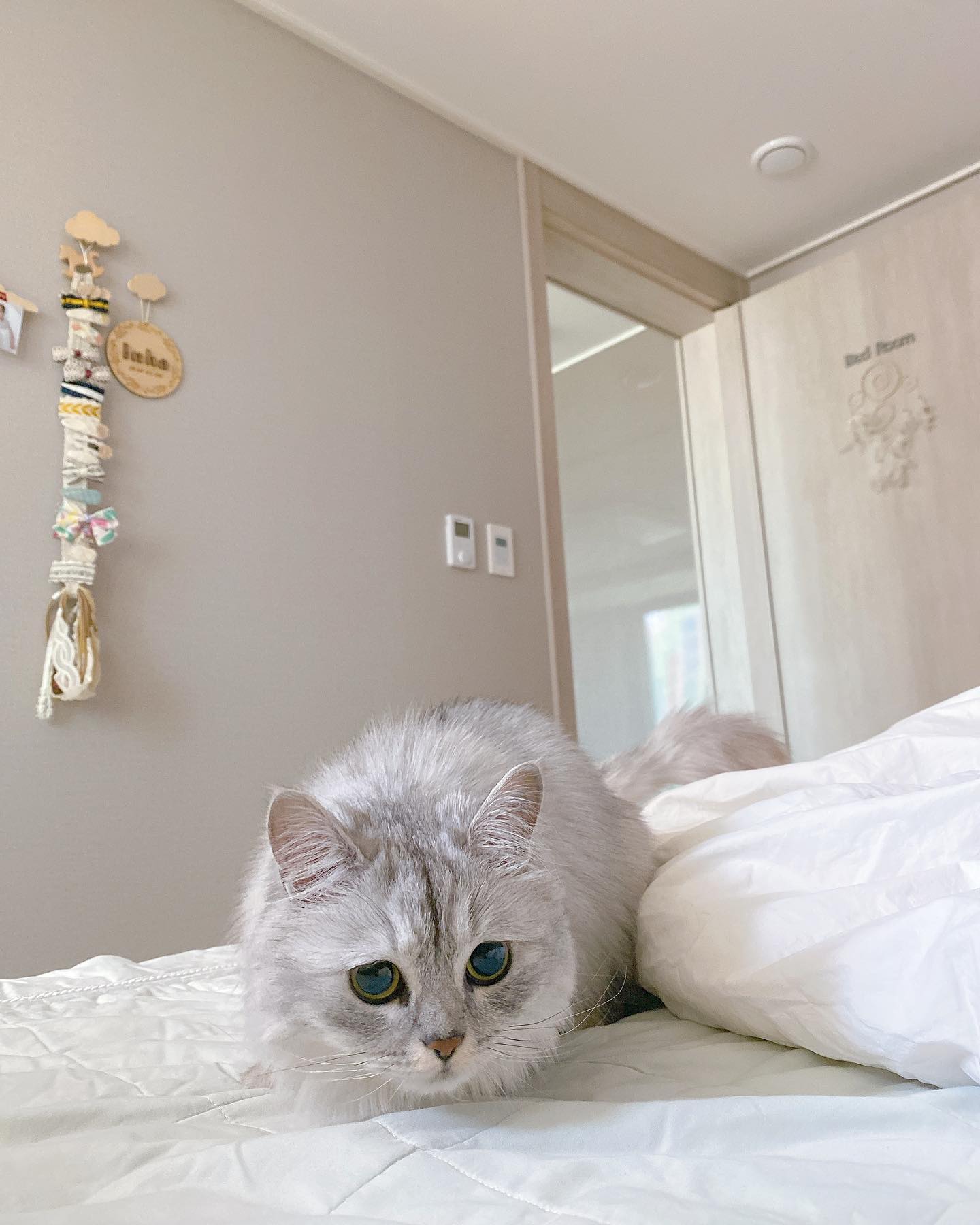 아직도 아가같은 우리 샛별이 ♡ 
아가 없을 때 엄마랑 둘이 노는게 제일 좋은 내 아기고양이 고양이 🐱
