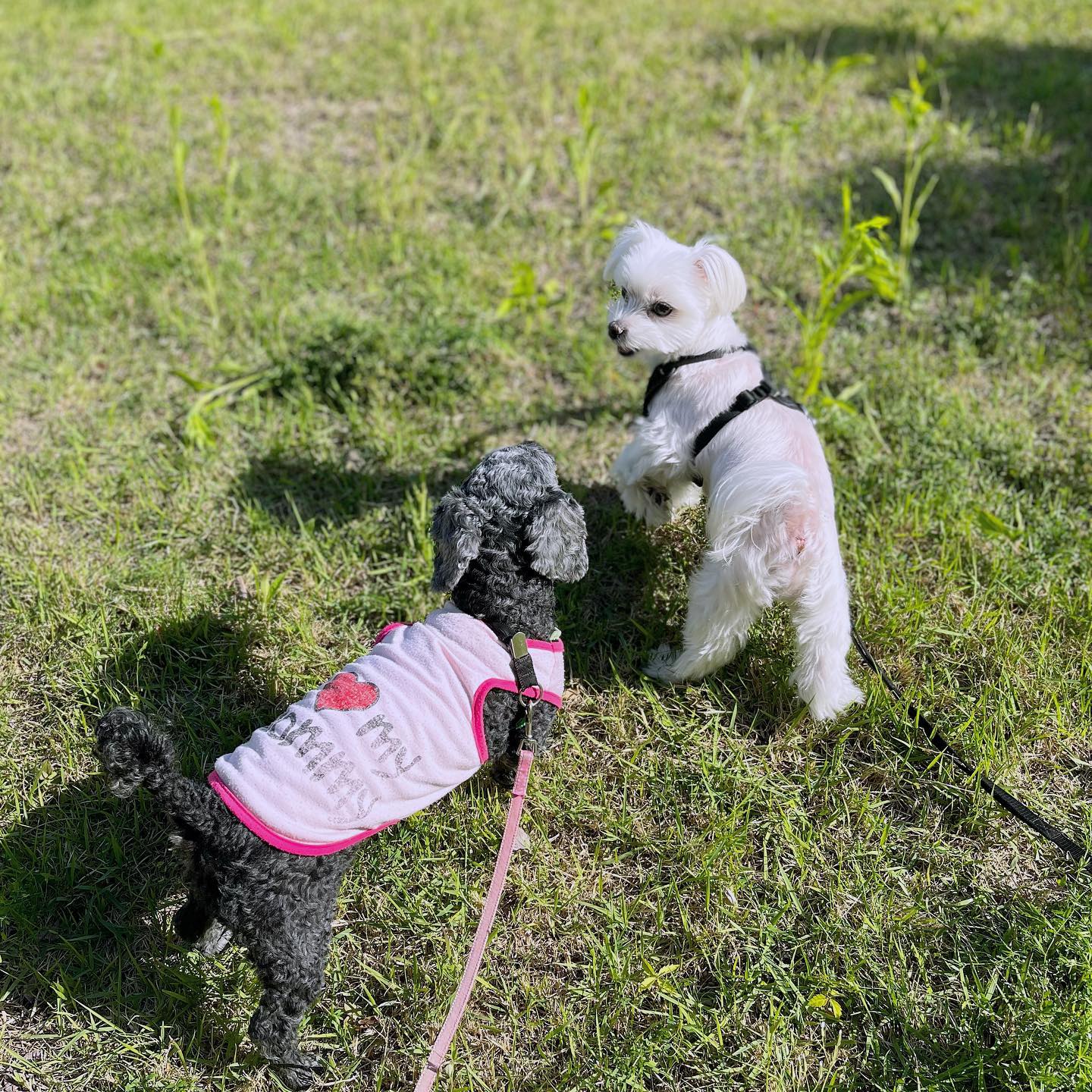 요즘 산책가면 매일 마주치는 친구들🐶🤍🐶