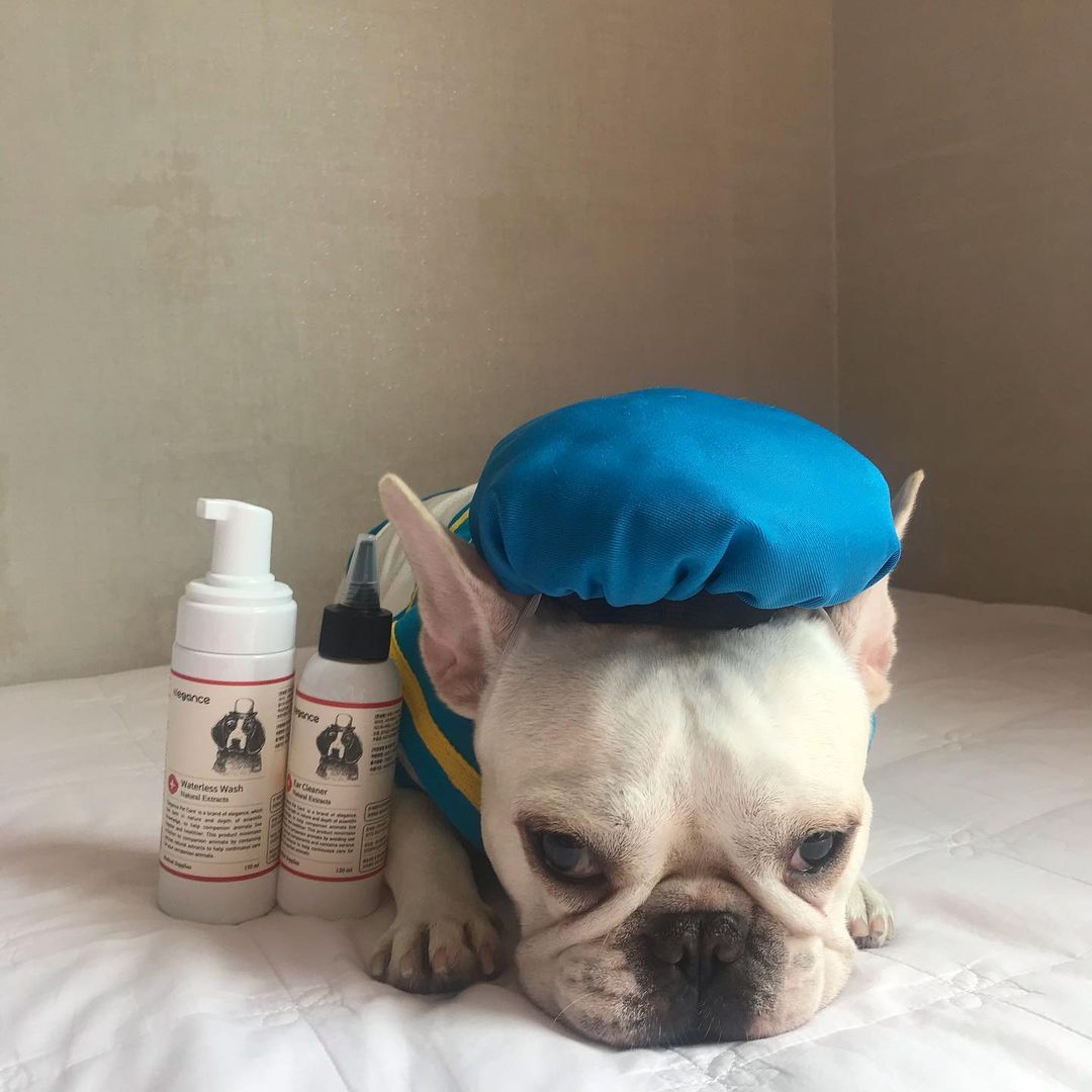 한량견생&돼지토끼 on Instagram: “매일 산책 하는 크림에게 정말 많이 쓰는 제품은 워터ᄅ